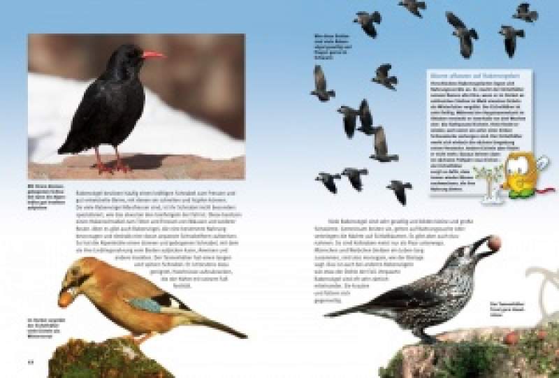 Preview: Entdecke die Rabenvögel